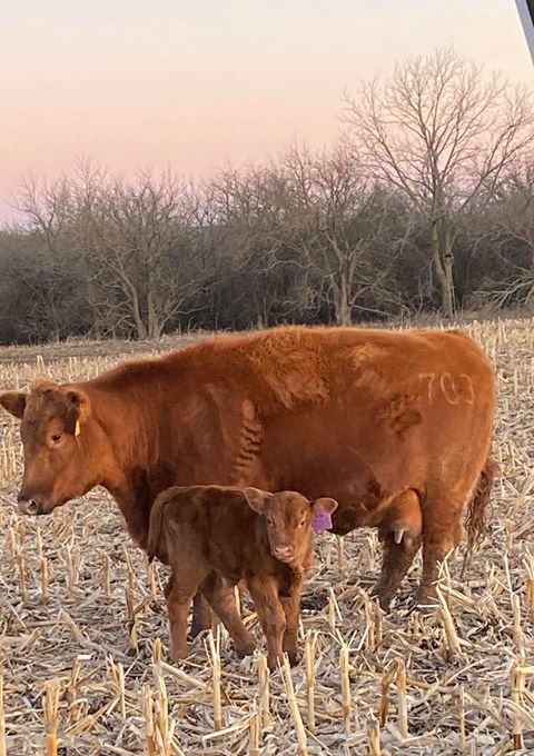 New calf